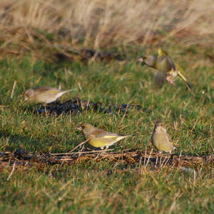 Greenfinch