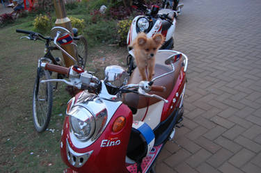 Dog on scooter
