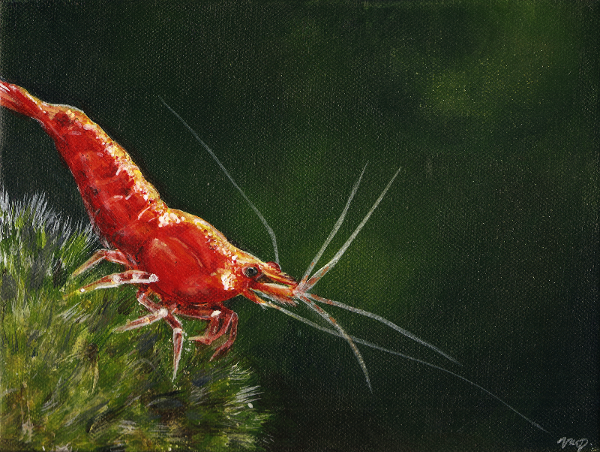 sakura shrimp on canvas