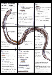 si-aceo: internal anatomy of the snake