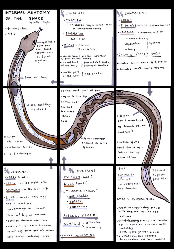 Snake External Anatomy