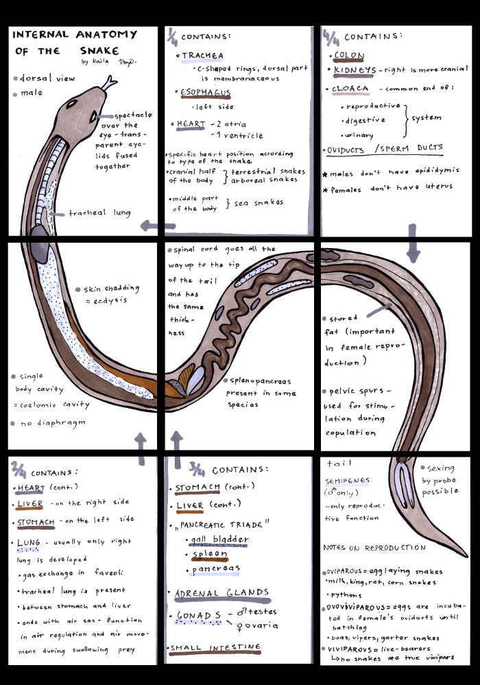 Ribs Function Of A Snake at Lula Atchley blog