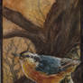 aceo nuthatch -for paintbigflowers
