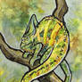aceo veiled chameleon