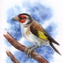 aceo (afa) goldfinch