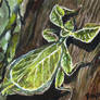 aceo not a leaf