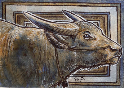 aceo (afa) water buffalo