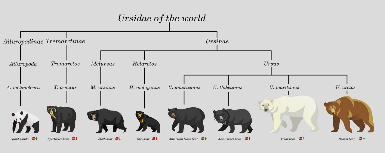 Ursidae Examples Ursidae of the world by kailavmp on DeviantArt
