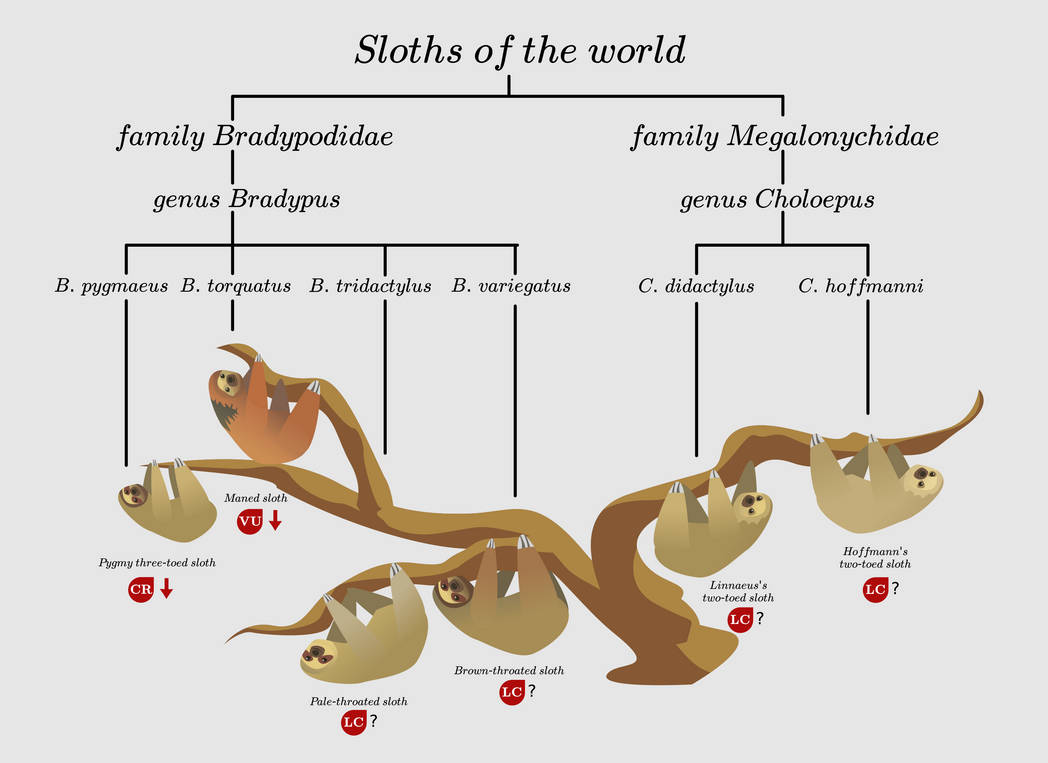 Sloth Relatives Sloths of the world by kailavmp on DeviantArt