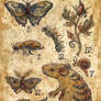 aceo natural history