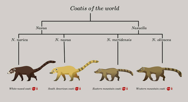 Explore The Best Coati Art DeviantArt explore-the-best-coati-art-deviantart