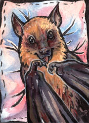 aceo flying fox