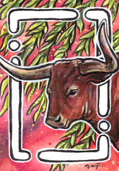 aceo ankole cattle