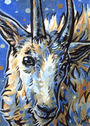 aceo mountain goat (for Sanguinarabbita)