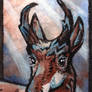 aceo pronghorn