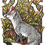 aceo for noktivus