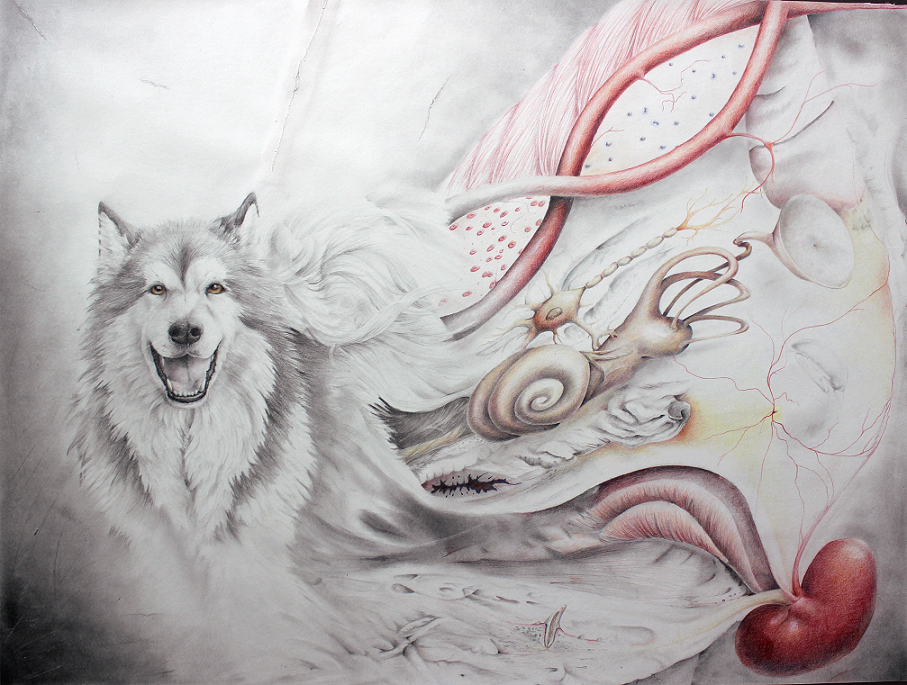 Alaskan Malamute by pretendpsychiatrist Alaskan Malamute by pretendpsychiatrist