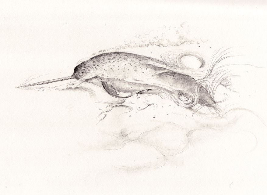 Narwhal by pretendpsychiatrist Narwhal by pretendpsychiatrist