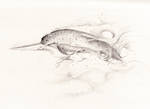 Narwhal by pretendpsychiatrist Narwhal by pretendpsychiatrist