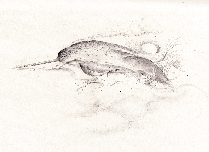 Narwhal by pretendpsychiatrist Narwhal by pretendpsychiatrist