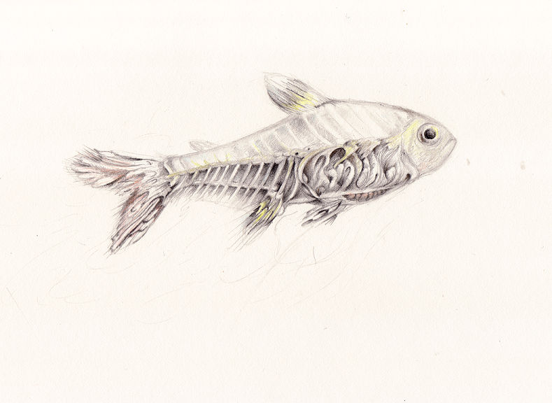 X-ray Fish by pretendpsychiatrist X-ray Fish by pretendpsychiatrist