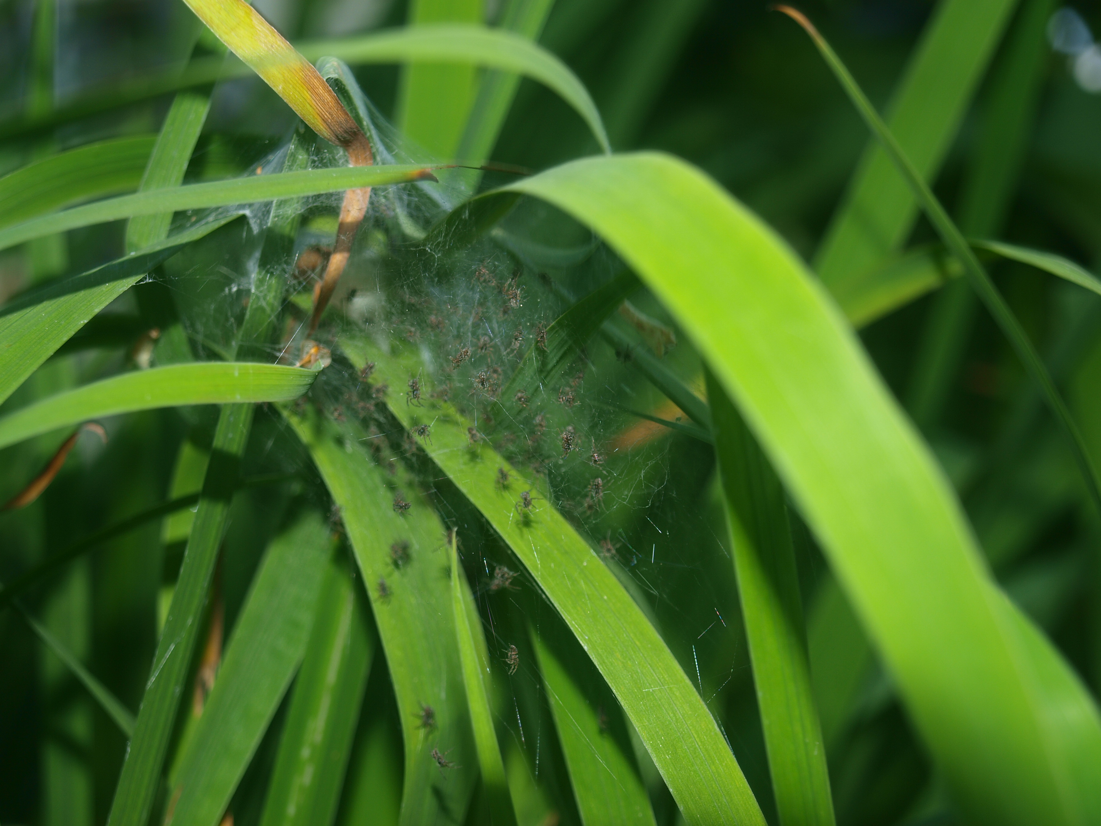 Baby spiders