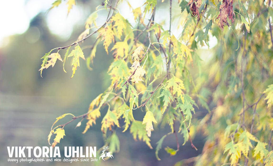 Birch Tree by vikkipedias on DeviantArt