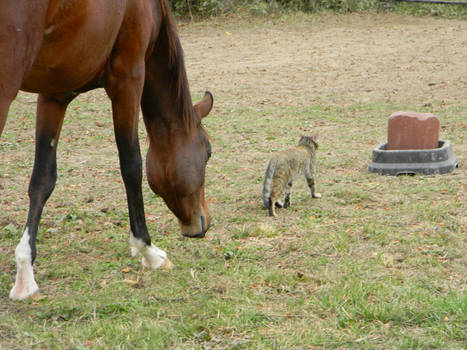 The Mighty Cat's Follower