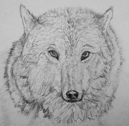 Wolf Drawing