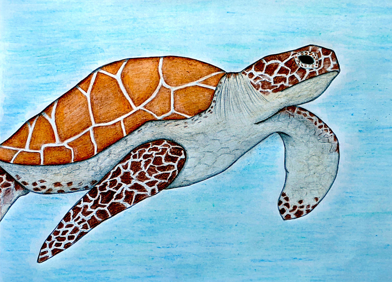 Sea Turtle by Sofen on DeviantArt