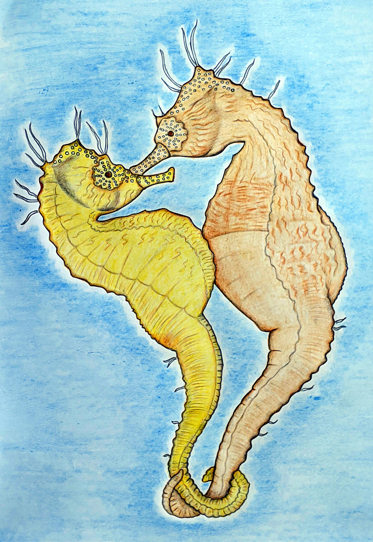 Seahorses Mating by Sofen on DeviantArt