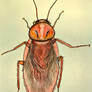 American Cockroach
