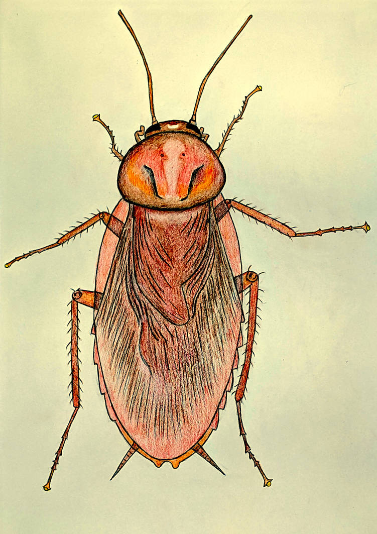American Cockroach by Sofen on DeviantArt