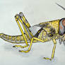 Locust