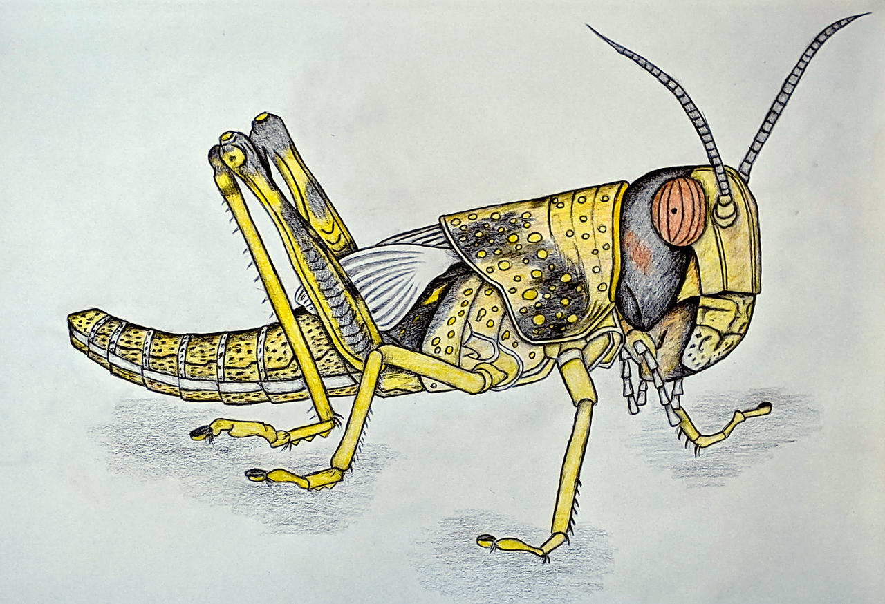 Locust by Sofen on DeviantArt