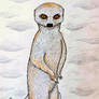 Meerkat