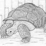 Giant Tortoise