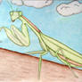 Praying Mantis