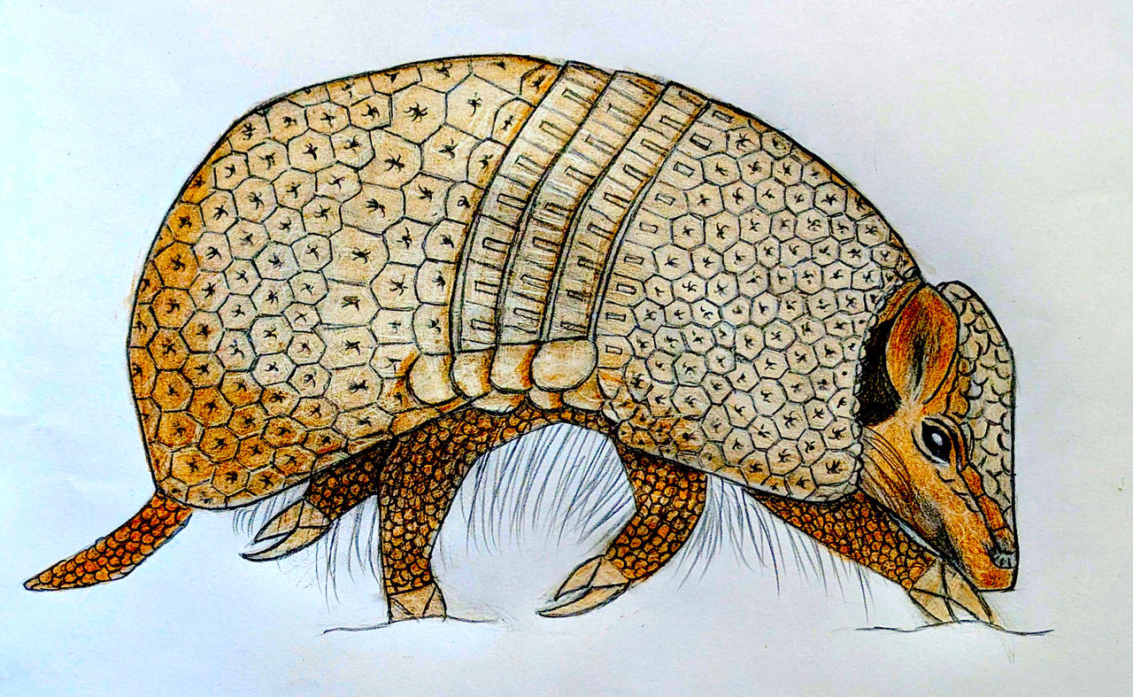 Armadillo