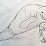 Manatee