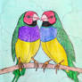 Gouldian Finches