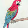 Macaw