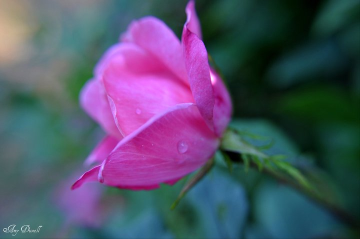 Rainy rose 2