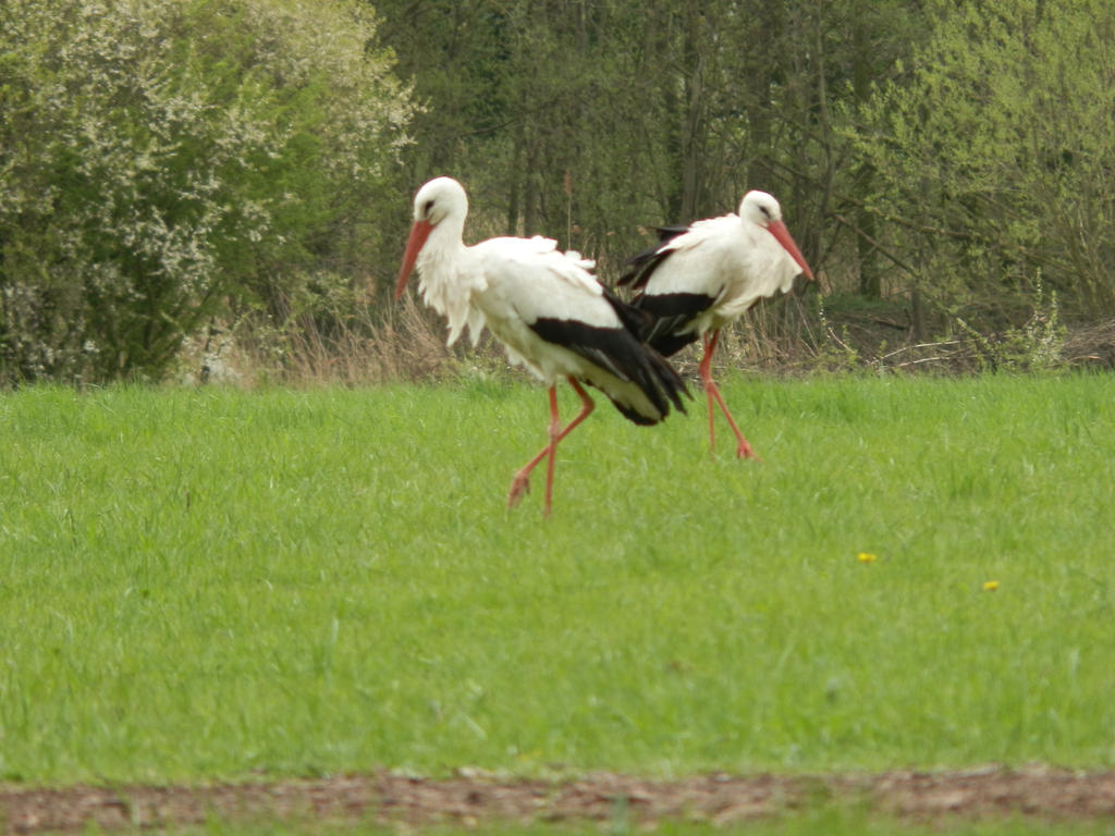 stork