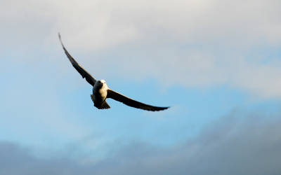 Dive bomber in the clouds.