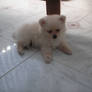 Toby the puppy pomeranian