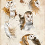 Owls sketches