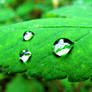 Droplets On A Leaf