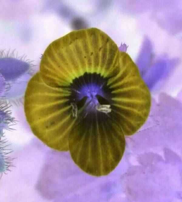 negative filter by CheshiFox on DeviantArt