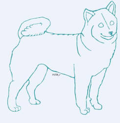 Shiba Inu Part 2